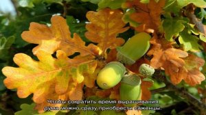 Как вырастить дуб из желудя в домашних условиях