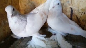 Невероятная порода Голубей. Племенные белые Тасманы, Голубеводы Sergej и Alex Peters. Germany.