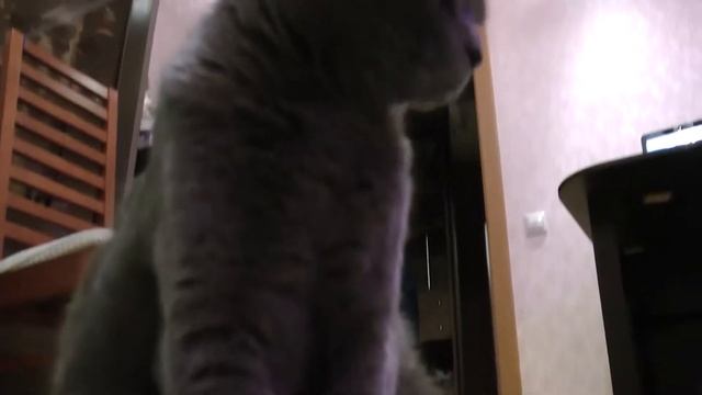 Шотландский вислоухий кот смотреть онлайн