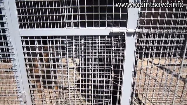 Кинологическая служба в Одинцово смотреть онлайн
