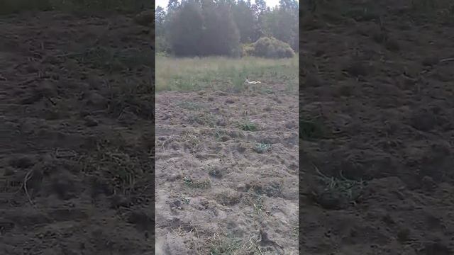 муравьед отдыхает смотреть онлайн