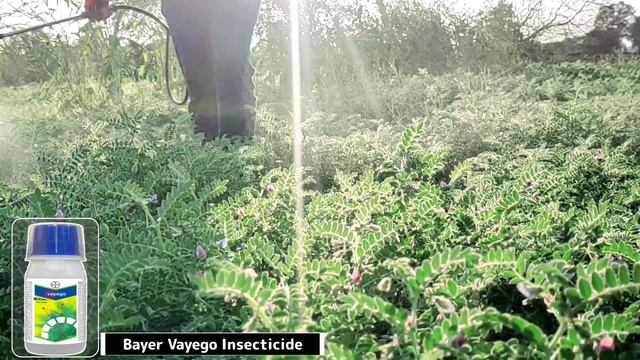 Bayer Vayego insecticide | Bayer | Tetraniliprole | Systemic Insecticide | New Pesticide смотреть онлайн