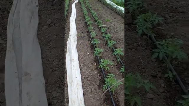 томат вегго или махитос.ср.на.сл.год. смотреть онлайн