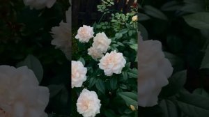 Роза Лионс-Роуз. Небольшой обзор розы посадки весна 2021 года.