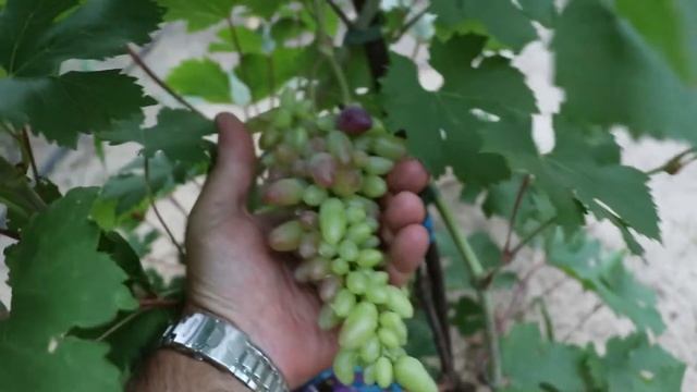 Виноград Карнавал 2020 ! Сигнальное плодоношение на второй год после посадки вегетирующим саженцем! смотреть онлайн