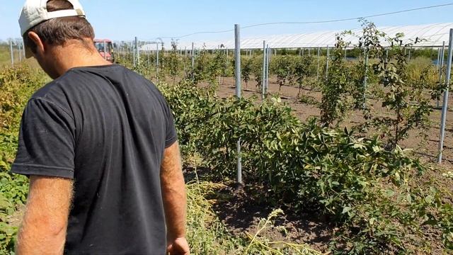 Ежевика Карака блек, Коламбия стар и Ежемалина. Подготовка к зиме. Как правильно уложить в ряд. смотреть онлайн