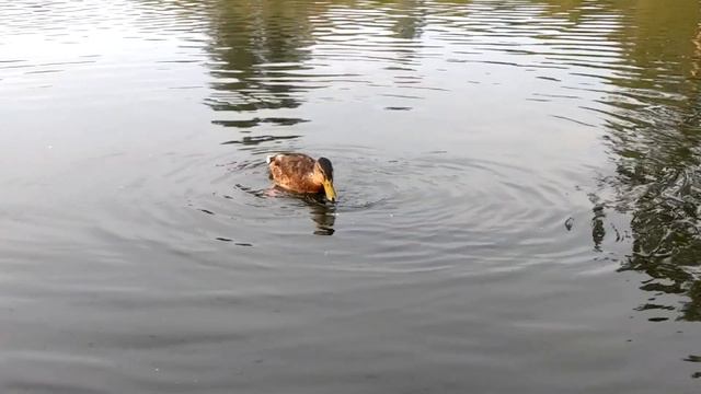 Darina Malina - Кормит уток с лодки смотреть онлайн