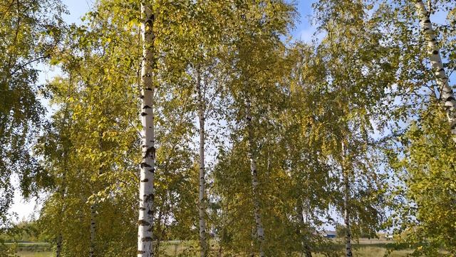 16 октября/ДЕНЬ ДЕНИСА/Сегодня могут сглазить/Приметы смотреть онлайн