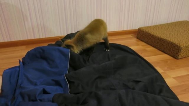 Домашняя лиса Кира. Мышкуем смотреть онлайн