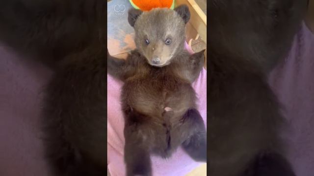 Топтыжка смотреть онлайн