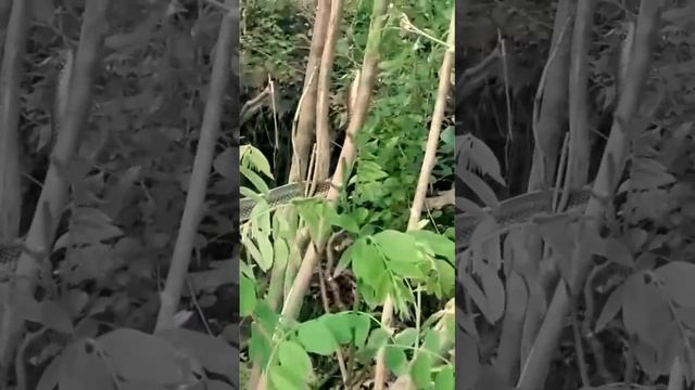 Огромная змея в Ростовской обл. смотреть онлайн