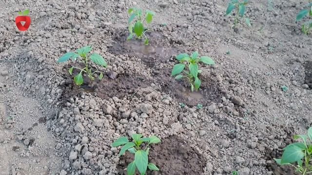 Sadnja paprike na otvorenom - kako do uspješnog uzgoja смотреть онлайн