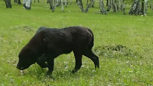 Щенки АЛАБАЯ в пит."ТААЖЫДАР" (Башкирия). ПРОДАЖА.+ 7 996 231 65 36 вайбер, ватсап. смотреть онлайн