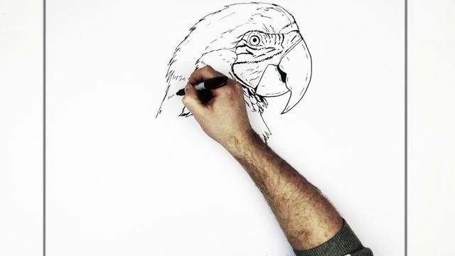 How To Draw A Parrot | Step By Step смотреть онлайн