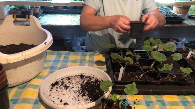 Ленивые черенки пеларгонии. DIY #садсвоимируками #черенкование #садоводство смотреть онлайн