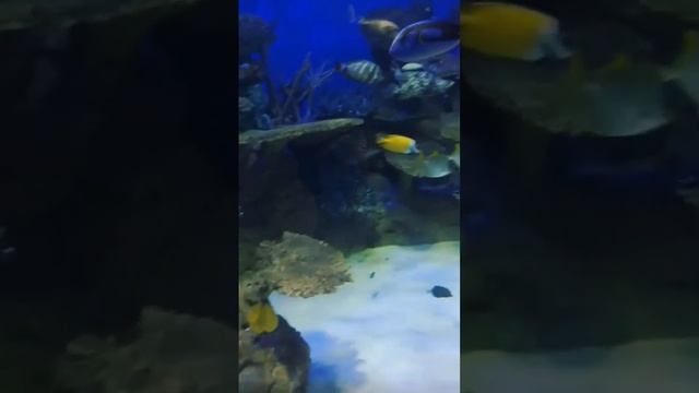 Красивые рыбки в аквариуме #рыбки #аквариум #animals #show #fish смотреть онлайн