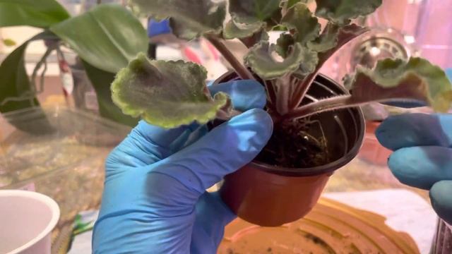 ФИАЛКА ЗАБОЛЕЛА!!! Часть 2. ЛЕЧИМ!!! смотреть онлайн