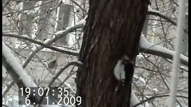 Снегирь за окном. Или другая птичка. Съемка в приближении. Частное видео. смотреть онлайн