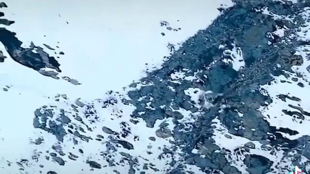 Ради добычи снежный бaрс, не раздумывая, отправился в свободное падение со скалы - примерно на 60 м смотреть онлайн