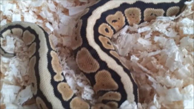 Ball python updates: Comparing side patterns and blushing смотреть онлайн