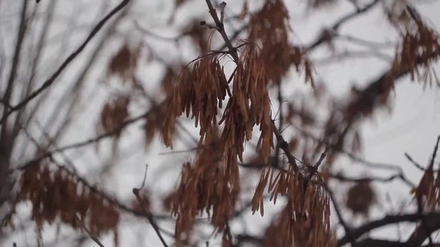 Canon EOS 60D | молчаливый обзор