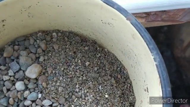 как содержать кур? Советы новичкам. Приближаем естественные условия содержания кур несушек