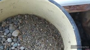 как содержать кур? Советы новичкам. Приближаем естественные условия содержания кур несушек