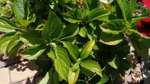 цветы в вазонах.