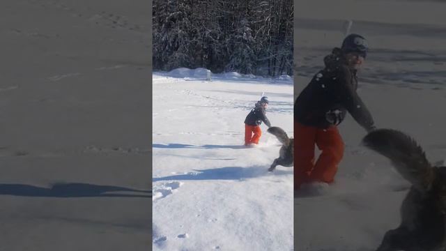 Японский Акита ину играет в снегу. смотреть онлайн