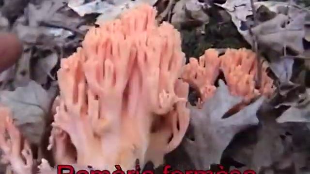 Ramaria formosa смотреть онлайн