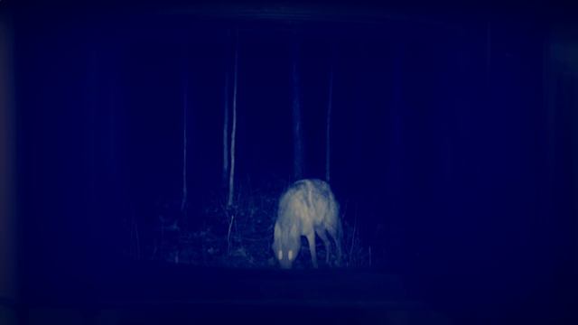 Miss Is Sleepy - Coyote - live @ Meskalina смотреть онлайн