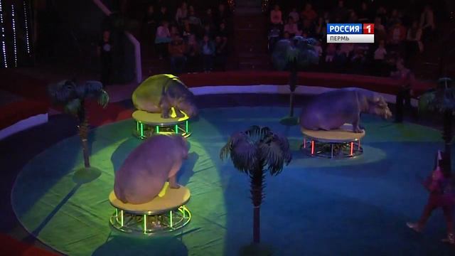 Цирк представление Гипопотамус смотреть онлайн