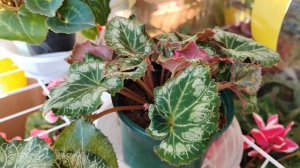 Цикламены.(Cyclamen) Как удалить рога у цикламена.