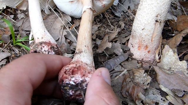 Biserka - Amanita rubescens смотреть онлайн