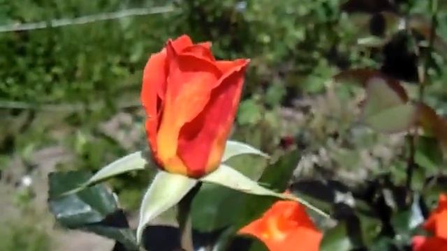 Роза Моника смотреть онлайн