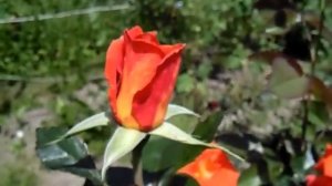 Роза Моника