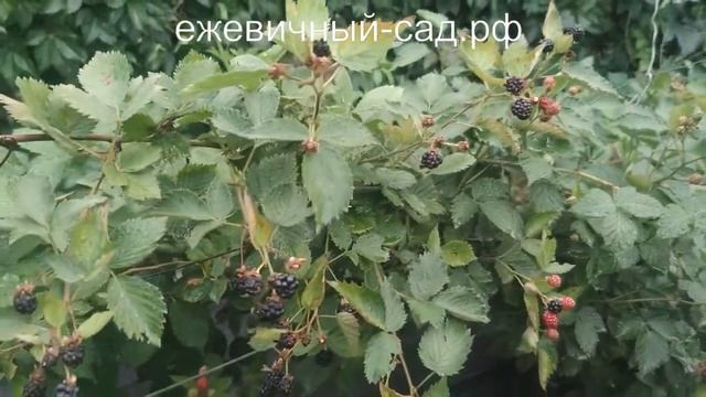Садовая ежевика Свит Пай. смотреть онлайн