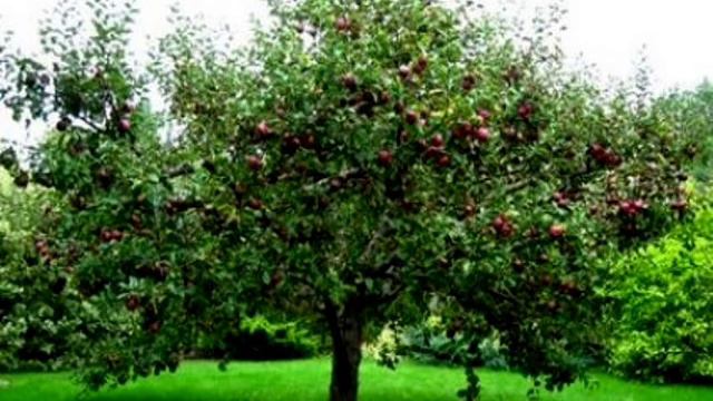 Himno Al Árbol, Flauta Dulce Soprano - Piano смотреть онлайн