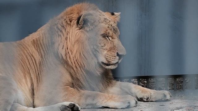 В Приморском сафари-парке поселился первый на Дальнем Востоке лигр смотреть онлайн