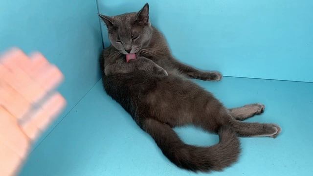 Какие классы кошек бывают Show Breed Pet классы пород кошек смотреть онлайн