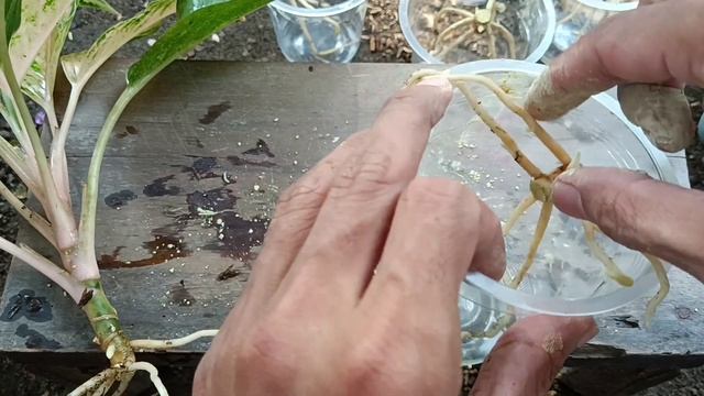 Aglaonema Siam Pearl   Tips To Propagate Aglaonema