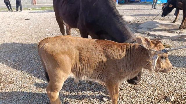 Baliqchi Chorva Mol Bozori Ona Bola Sigirlar Barxlari марта 2024 г.