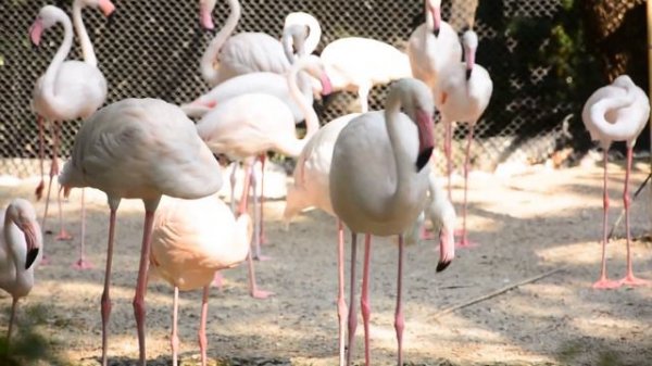 Зоопарк Дусит Dusit Zoo Бангкок