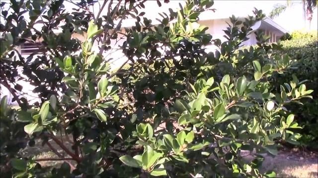 The Hardy and Delicious Strawberry Guava Tree смотреть онлайн