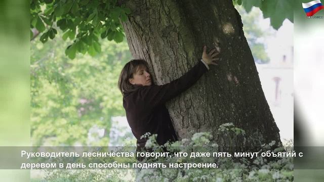 Лесничество Исландии порекомендовало обнимать деревья, пока нельзя обнимать людей смотреть онлайн