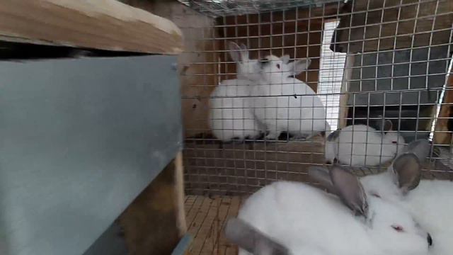 Обыденность кроликовода!!! Крольчат во взрослую жизнь!!! Проблемы с водой!!! Важный обжиг!!! смотреть онлайн