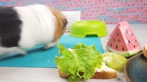 ГЕОМЕТРИЧЕСКИЙ ЧЕЛЛЕНДЖ С ЕДОЙ ОТ СВИНКА БУЗЯ