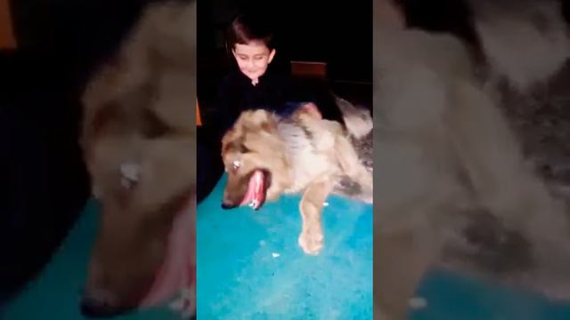 Moon's best friend #German #shepherd #sidhumoosewala смотреть онлайн