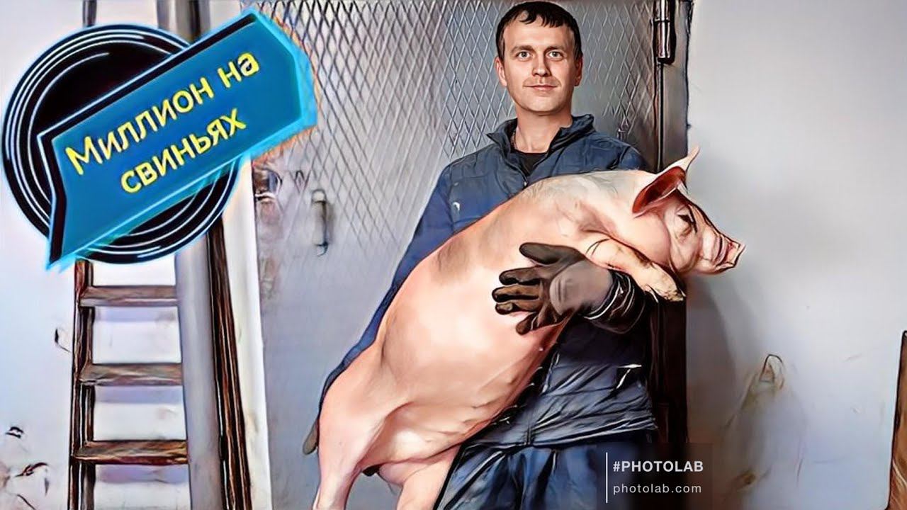 Отправляем поросят (ПЬЕТРЕН-МАКСТЕР) к Даше Молодая ферма смотреть онлайн