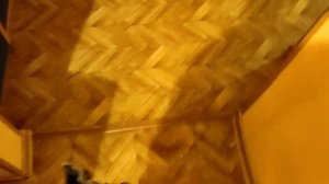 Пантерный мухомор